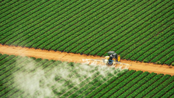 Best Termite Control Services  in Frostproof, FL