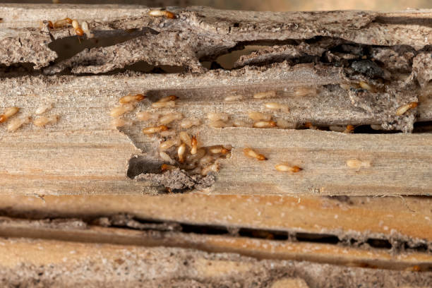 Best Wildlife Control Services  in Frostproof, FL
