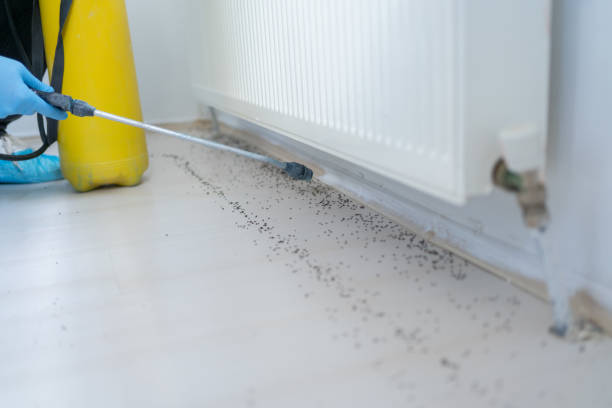 Best Affordable Pest Control Services  in Frostproof, FL