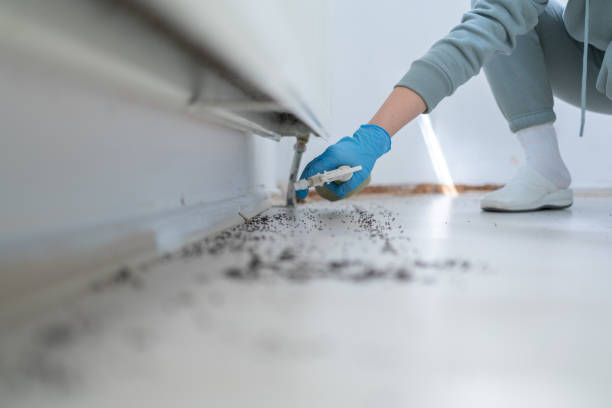 Best Wasp Removal Services  in Frostproof, FL